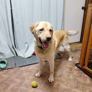 人懐っこい6歳のラブラドールレトリバーの男の子