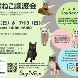 【SoyNeco会主催】保護ねこ譲渡会