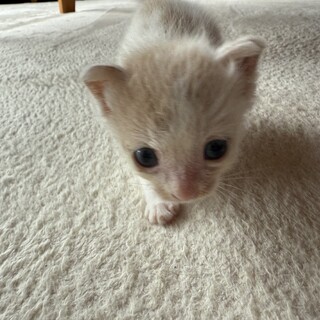 とても可愛い子猫です