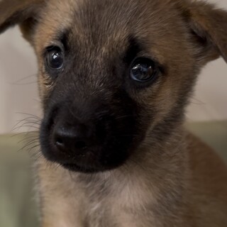 ライ♂のずっとのおうちを探しています