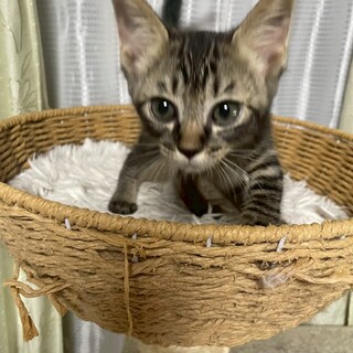 4兄妹♥ゴロゴロ甘えん坊♡アテネちゃん