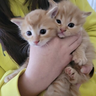 雑種のオスメス色々