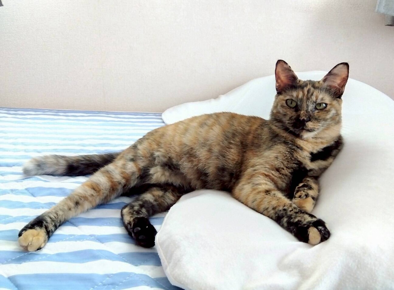 人馴れ抜群！エアふみふみする❤︎あずきちゃん サムネイル6