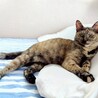 人馴れ抜群！エアふみふみする❤︎あずきちゃん サムネイル6