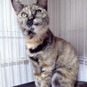 人馴れ抜群！エアふみふみする❤︎あずきちゃん サムネイル3