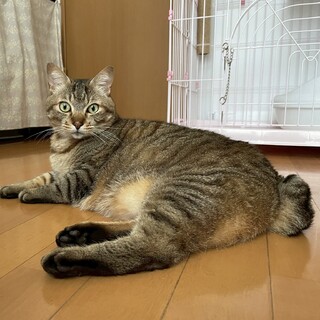 人馴れ抜群の甘えん坊ボーイ★ユズくん
