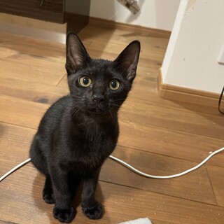 焼肉シリーズ:サガリくん