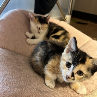 5月生まれ　サビ柄っぽい三毛猫