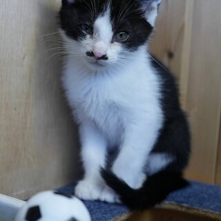 キュートなかわいこちゃん、チョータです。