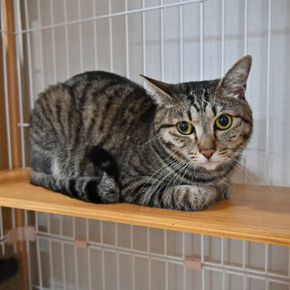 コマメ：人といられれば幸せ。猫馴れ訓練中