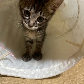 4兄妹♥遊ぶの大好き♡バルちゃん