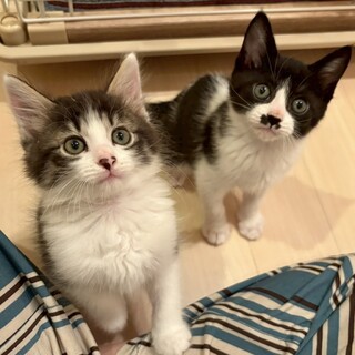 【7/13田町】鼠捕りでベタベタだった子が大変身！