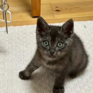 多頭飼育からレスキュー　フワフワ4兄妹　ミアちゃん