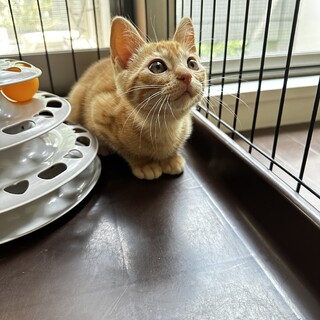 元気いっぱい茶トラボーイ