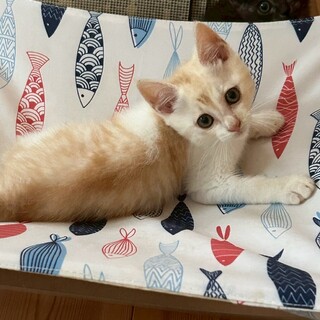 多頭飼育からレスキュー　フワフワ4兄妹　テオくん