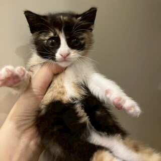 【7/13田町】三毛柄の元気な女の子