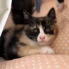 【7/13田町】三毛柄の元気な女の子 サムネイル3