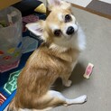 チワワのディオです。生涯飼ってくださる方