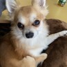 チワワのディオです。生涯飼ってくださる方