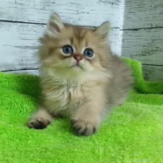 推定2025年4月生 ♂ ブラボーくん♡