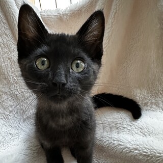 陽気で元気！お膝大好き！向ちゃん