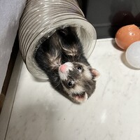Pua