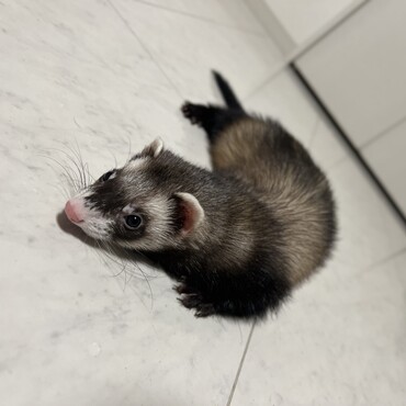 Puaの写真