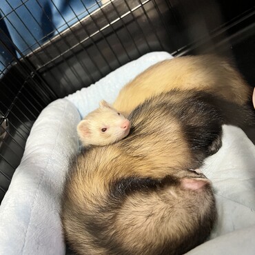 Puaの写真