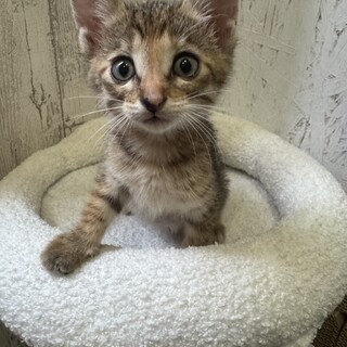 生後2ヶ月の仔猫。里親さん探してます