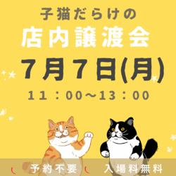 子猫だらけの⭐️店内譲渡会