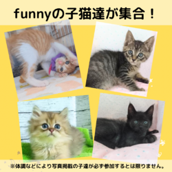子猫だらけの⭐️店内譲渡会 サムネイル2