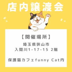 子猫だらけの⭐️店内譲渡会 サムネイル3