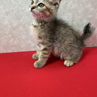 幸運を招く鍵シッポ！幸福の扉を❤シッポナと開けて