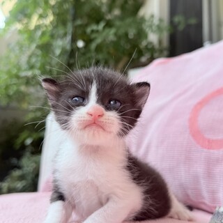 6/17 生まれの【 ハイジ 】５匹きょうだい