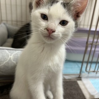 短い前髪のキジ白くん　仮 : げん