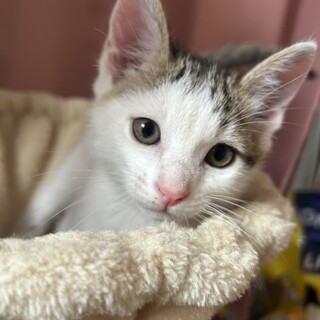 顔も性格もかわいいキジ白くん　仮 : ササ