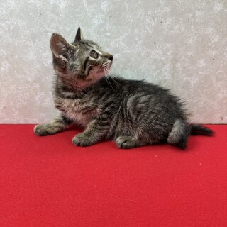 甘え上手なスリスリ猫！初めての方にお勧め❤ハコ