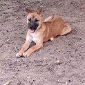 小さめの中型犬予想