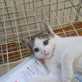 白が多いキジ白ちゃん　仮 :タ〜