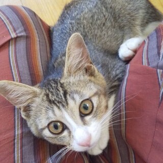 キジ白ちゃん　仮 :ニュー