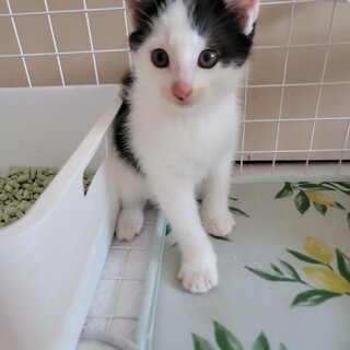 天使おります」茨城県 - 猫の里親募集(519477) :: ペットのおうち