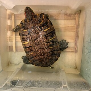 大きくて健康なミシシッピアカミミガメです