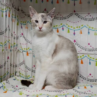 シャム柄仲良し姉妹のマーガレット(ベス)ちゃん