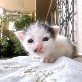 29時間ひとりぼっちで生き抜いたロッティ