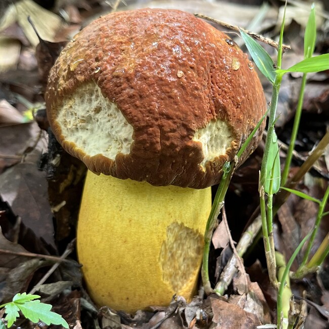 ホッシャンのカバー写真