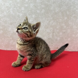 甘猫、デレ猫、キジ猫！傍を離れない❤ミーにゃん