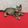 甘猫、デレ猫、キジ猫！傍を離れない❤ミーにゃん サムネイル4