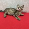 甘猫、デレ猫、キジ猫！傍を離れない❤ミーにゃん サムネイル5