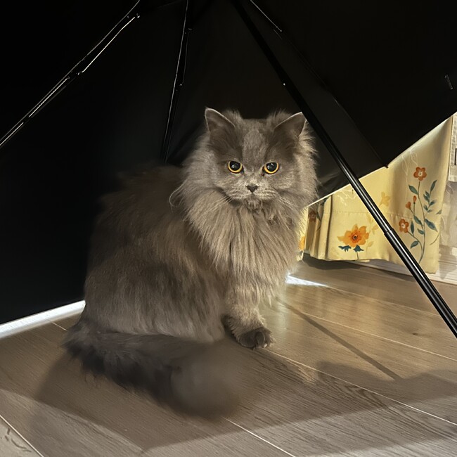 ミドルグリーンメンのカバー写真