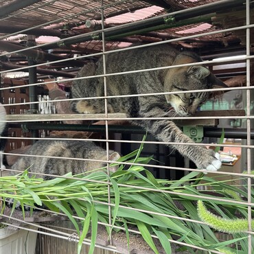 生猫じゃらし祭りヽ(´▽｀)/